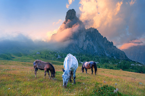 gallery-photo